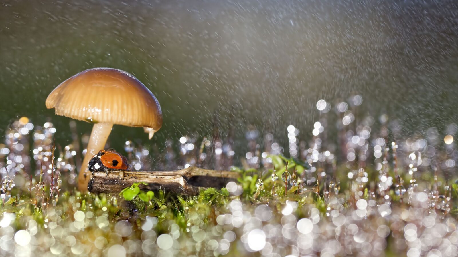 🔬 Biología: Hongos que fabrican lluvia gracias a un gen robado a bacterias