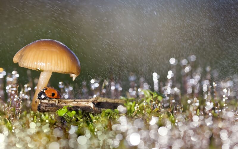 🔬 Biología: Hongos que fabrican lluvia gracias a un gen robado a bacterias