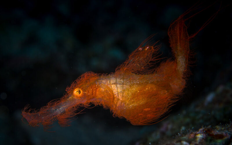 🐟 Biología marina: El pez «Snuffleupagus» se esconde como coral
