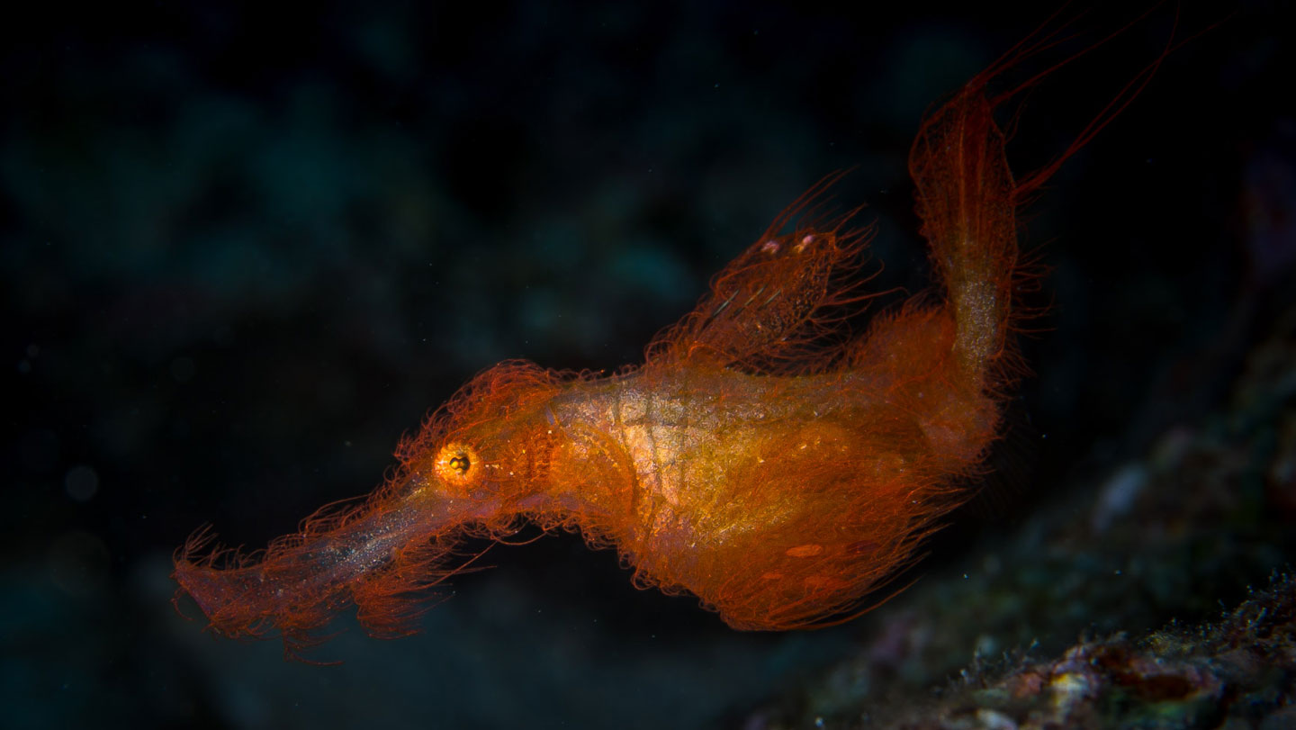 🐟 Biología marina: El pez «Snuffleupagus» se esconde como coral