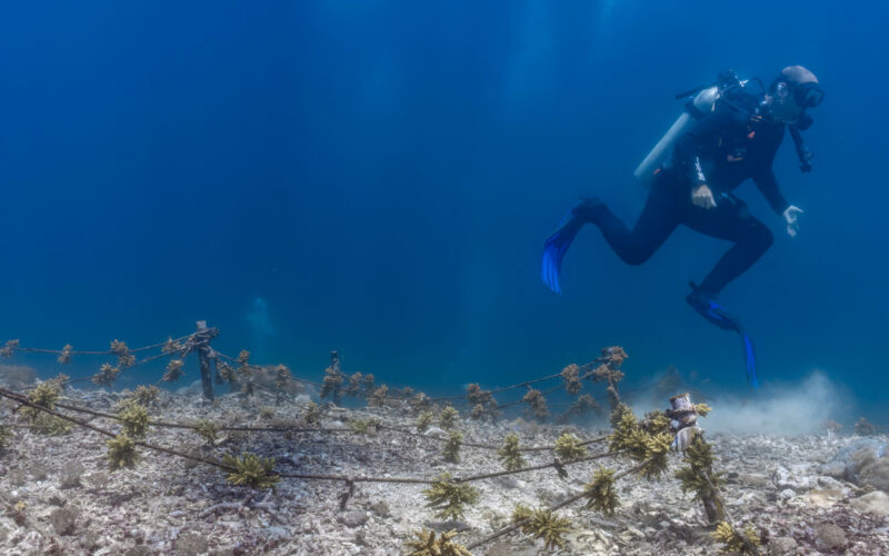 🐠 Ecología: Buzos cuidadosos también dañan arrecifes