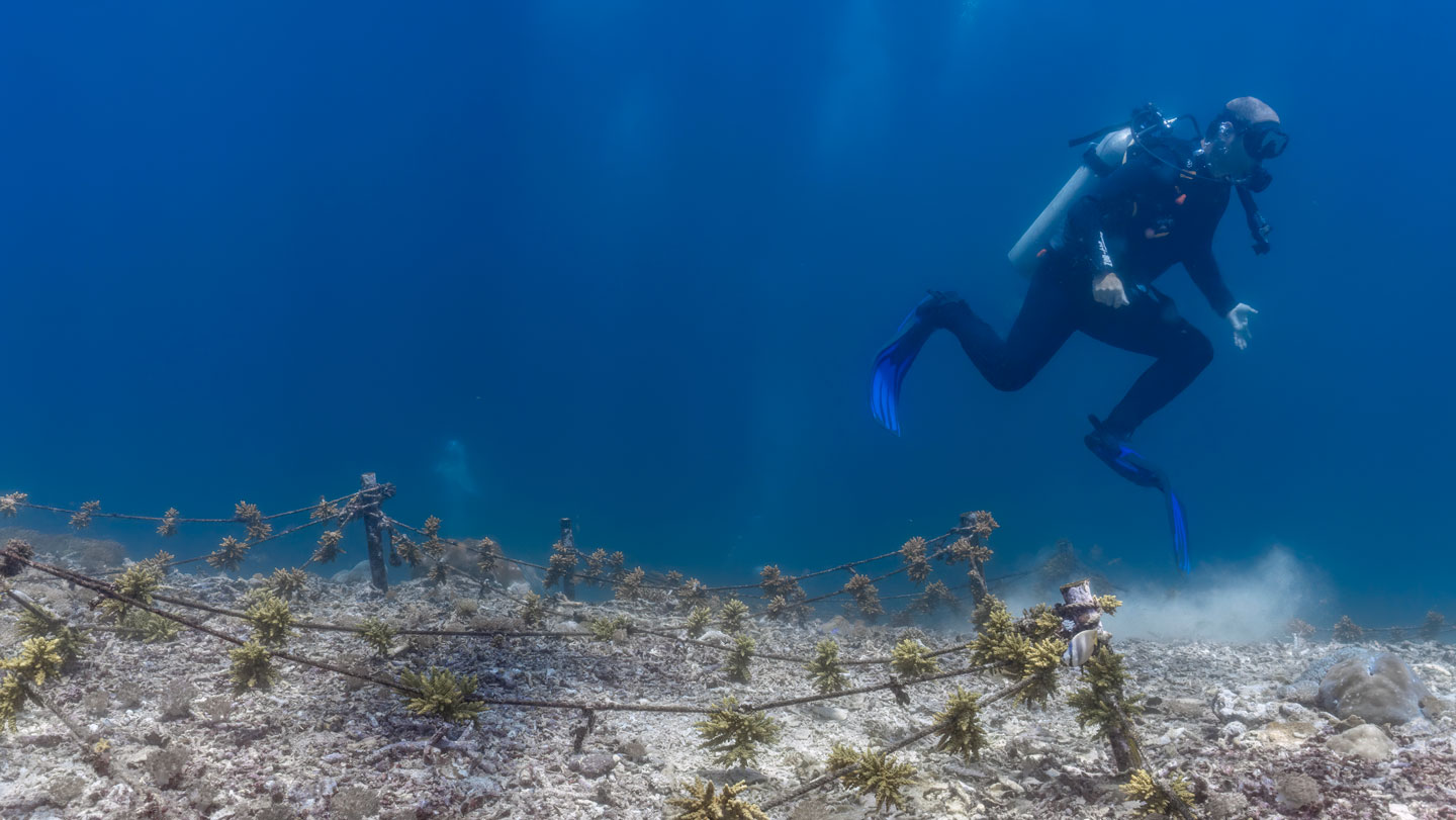 🐠 Ecología: Buzos cuidadosos también dañan arrecifes