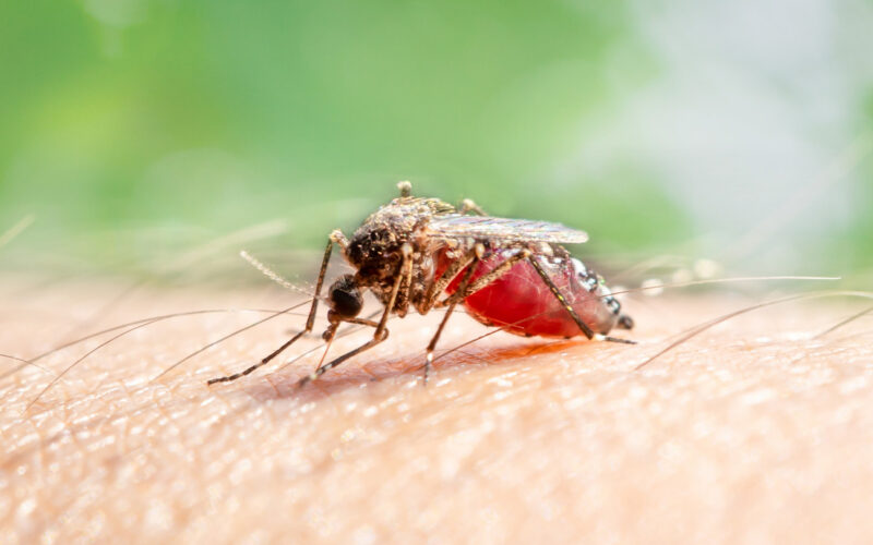 🦟 Biología: El DEET puede atraer mosquitos entrenados