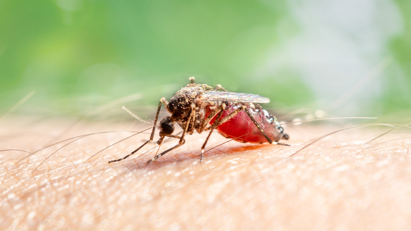 🦟 Biología: El DEET puede atraer mosquitos entrenados