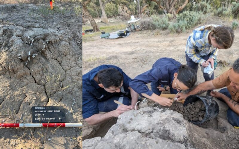 🏺 Arqueología: Alimentaron una tumba de dingo durante siglos