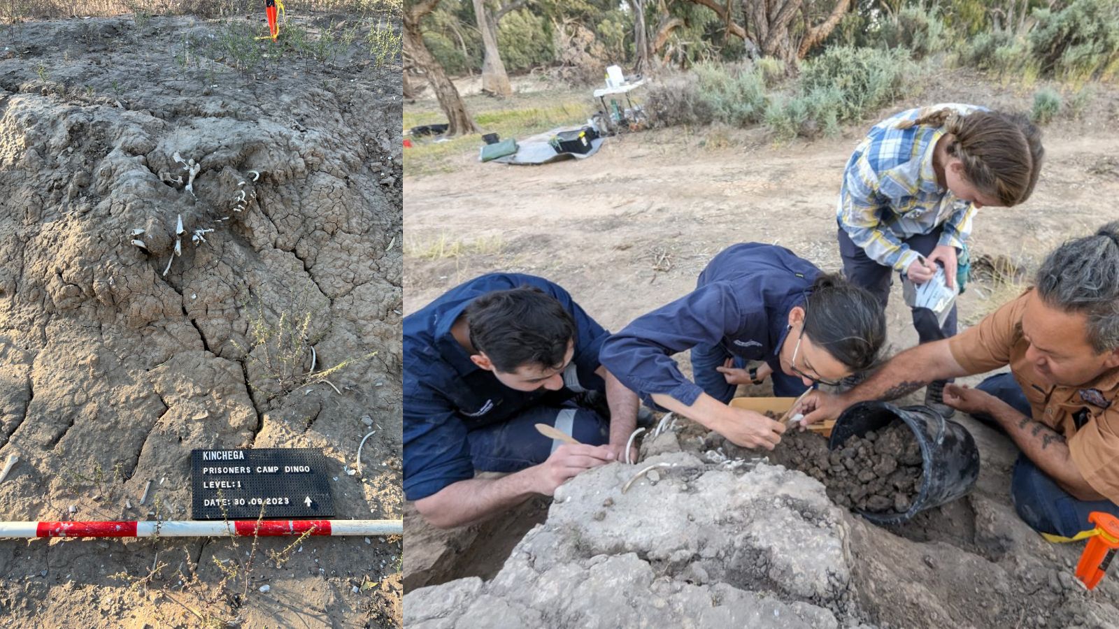 🏺 Arqueología: Alimentaron una tumba de dingo durante siglos