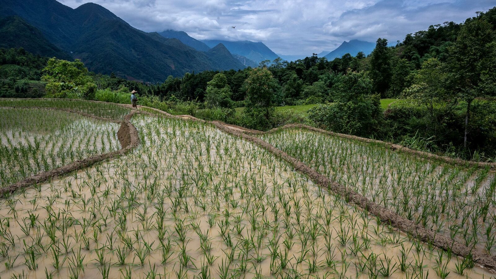 🌍 Clima: El arroz se acerca a su límite térmico