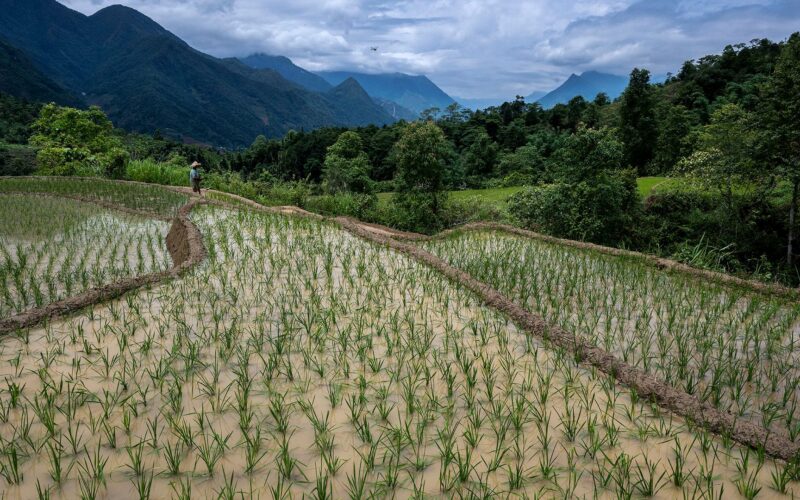 🌍 Clima: El arroz se acerca a su límite térmico