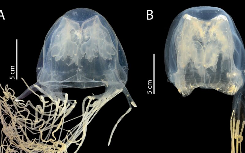 🌊 Biología marina: Nueva medusa venenosa en Singapur