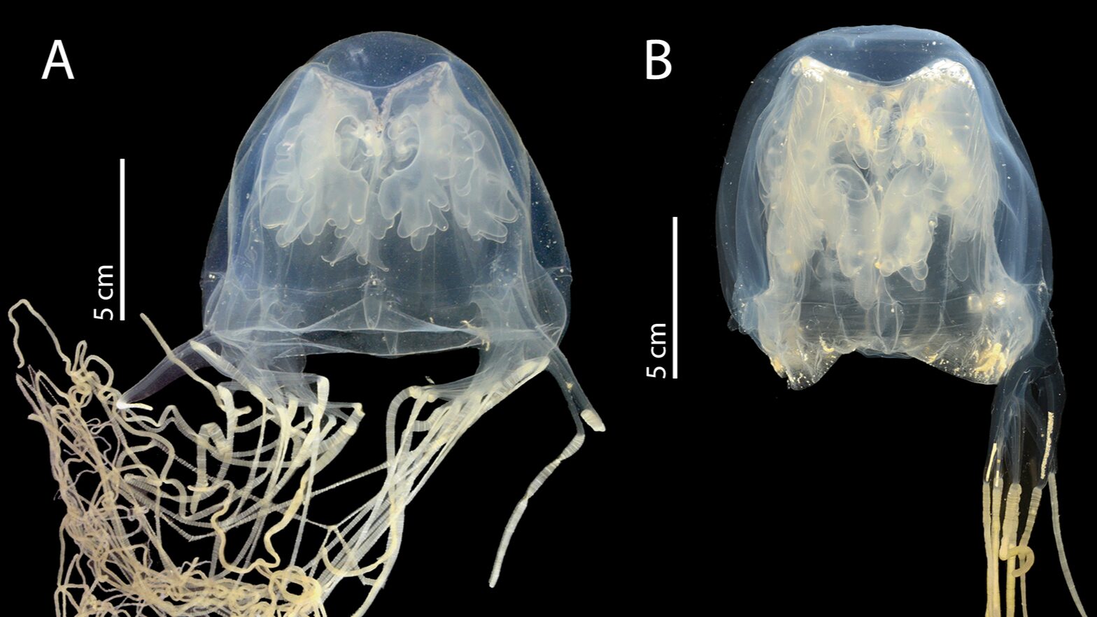 🌊 Biología marina: Nueva medusa venenosa en Singapur