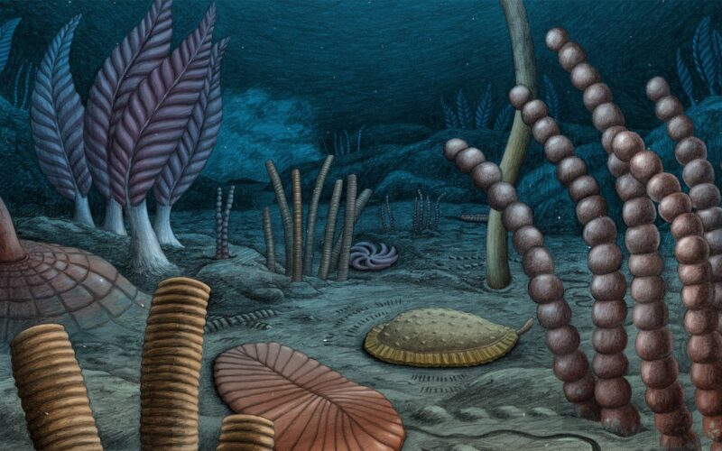 🦕 Paleo: Animales complejos aparecieron antes en Norteamérica