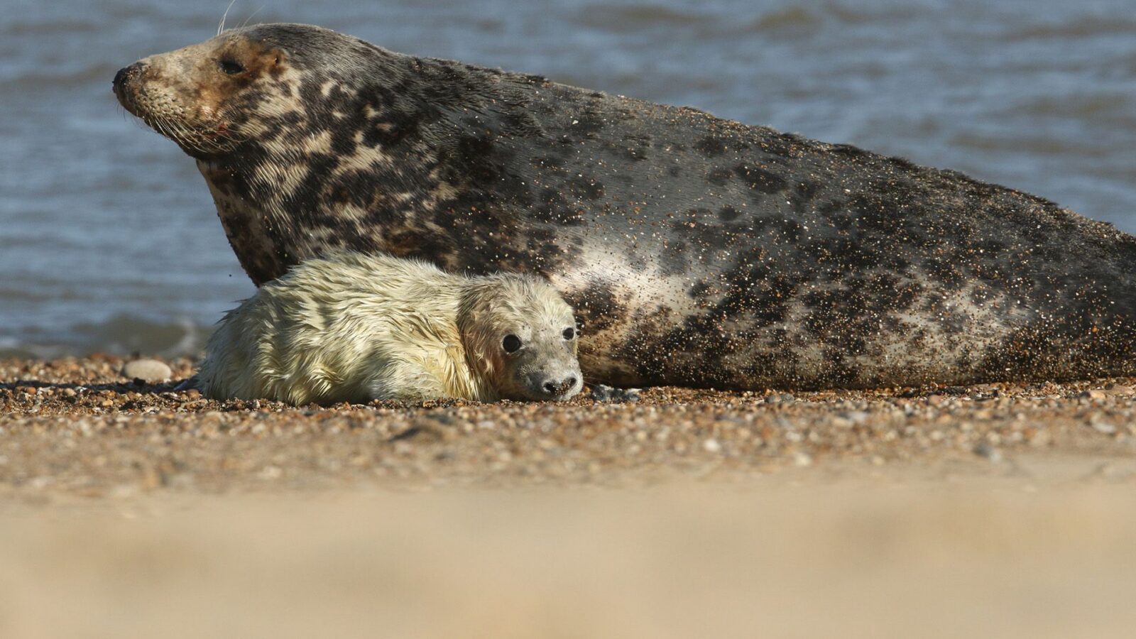 🦭 Biología marina: Resuelven muertes en espiral de crías de foca