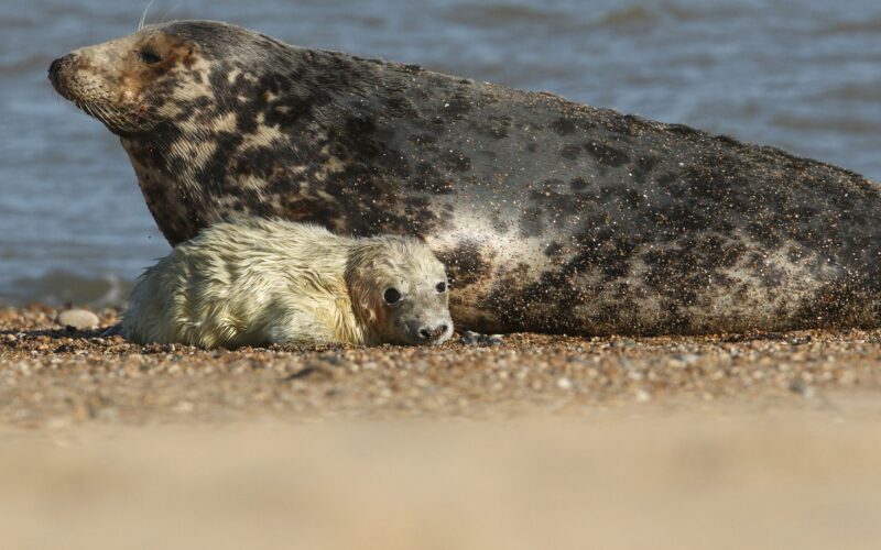 🦭 Biología marina: Resuelven muertes en espiral de crías de foca
