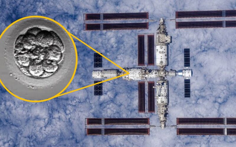 🚀 Espacio: China envía modelos embrionarios humanos a órbita