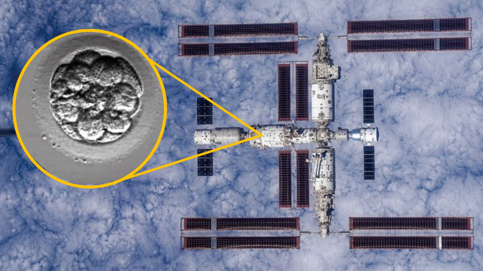 🚀 Espacio: China envía modelos embrionarios humanos a órbita