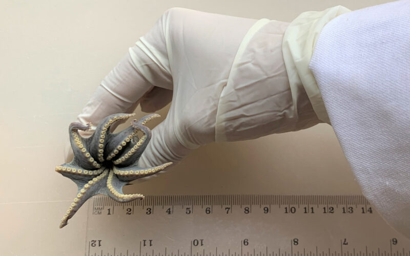Biología marina: Nuevo pulpo azul en Galápagos