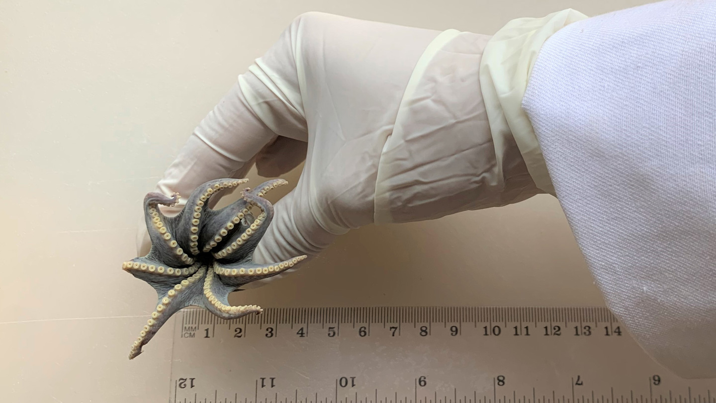 Biología marina: Nuevo pulpo azul en Galápagos