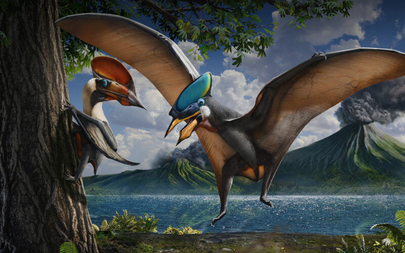Paleontología: Pterosaurios que brillaban en verde y magenta