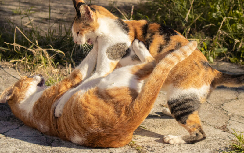 Medicina: Un hongo de gatos se expande por Sudamérica
