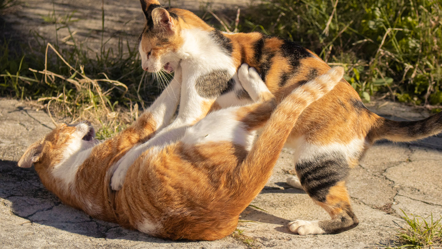 Medicina: Un hongo de gatos se expande por Sudamérica