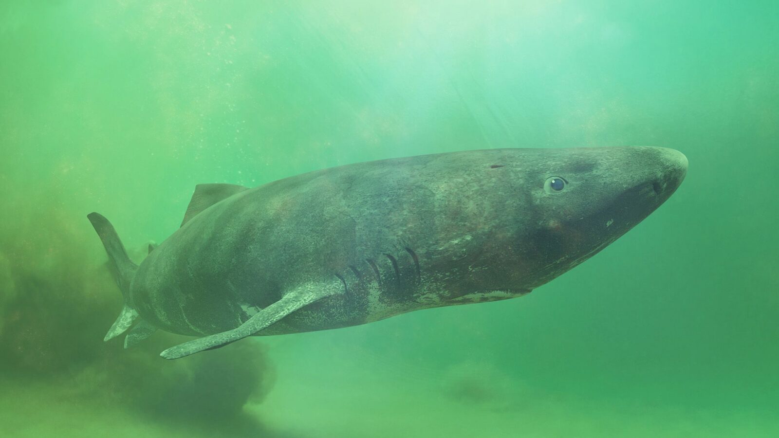 🧬 Genética: El tiburón de Groenlandia revela su genoma