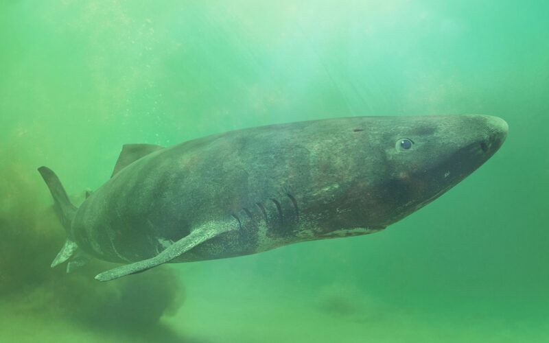 🧬 Genética: El tiburón de Groenlandia revela su genoma