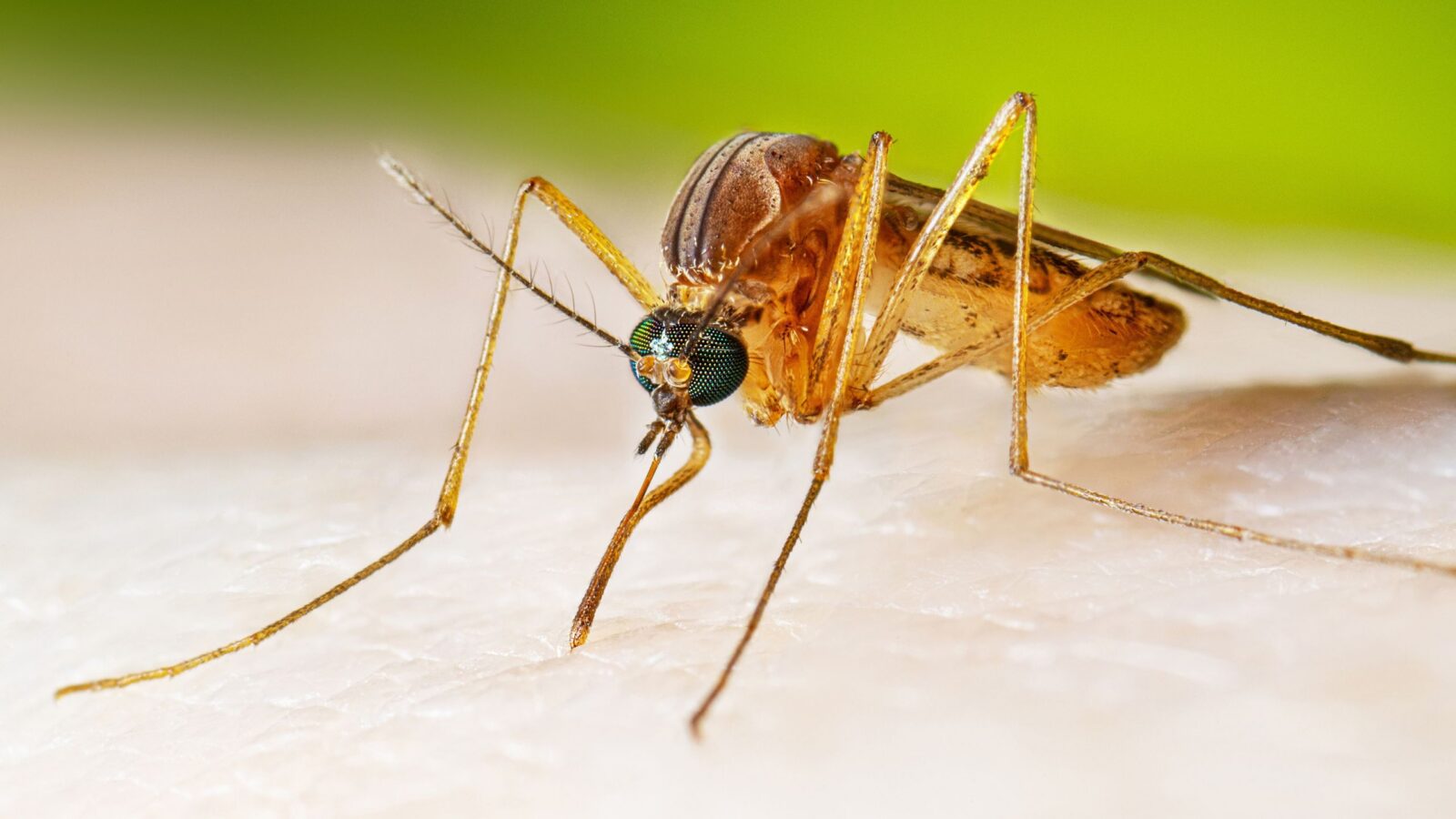 ⚕️ Salud: Google quiere soltar 64 millones de mosquitos con Wolbachia