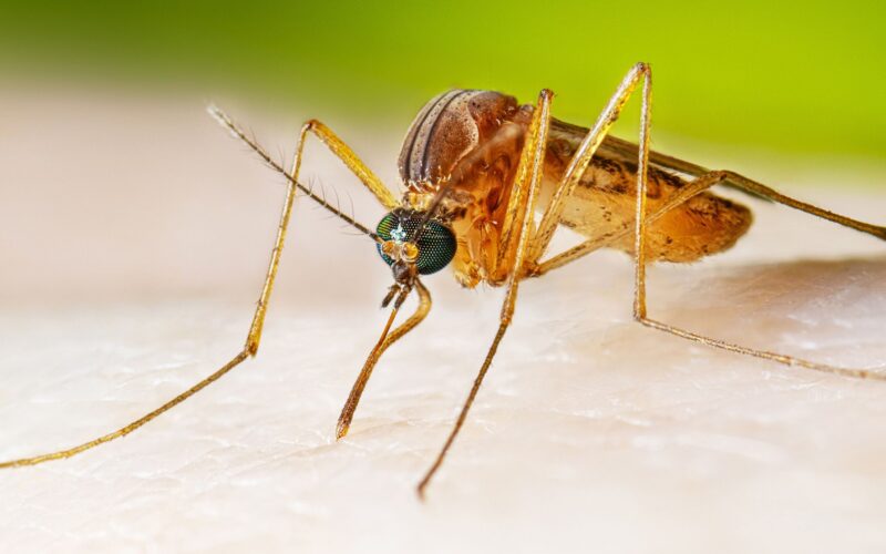 ⚕️ Salud: Google quiere soltar 64 millones de mosquitos con Wolbachia