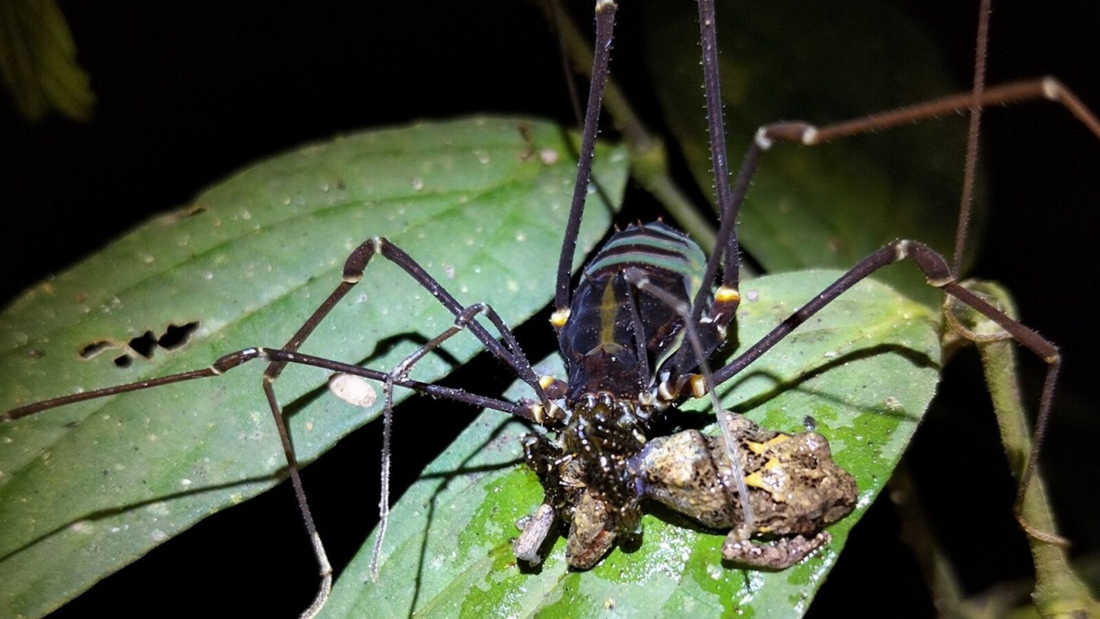 🕷️ Zoología: opiliones cazan ranas más grandes que ellos