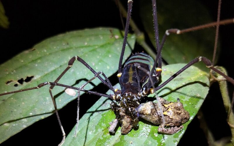 🕷️ Zoología: opiliones cazan ranas más grandes que ellos