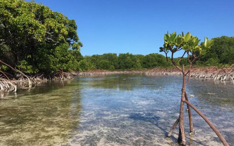 Ecología: Los manglares del mundo dejan de menguar