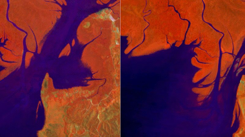 Ecología: Los manglares del mundo vuelven a crecer