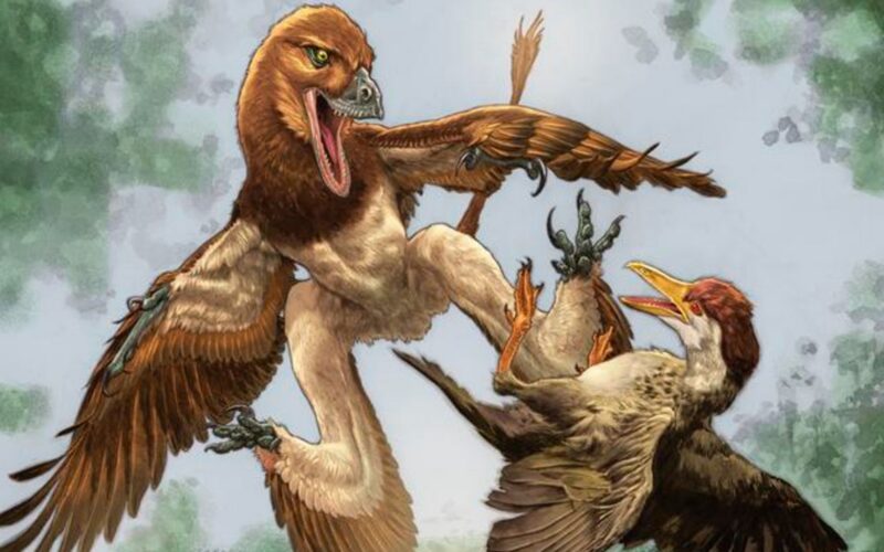 Paleontología: Un primo de Velociraptor con cuatro alas