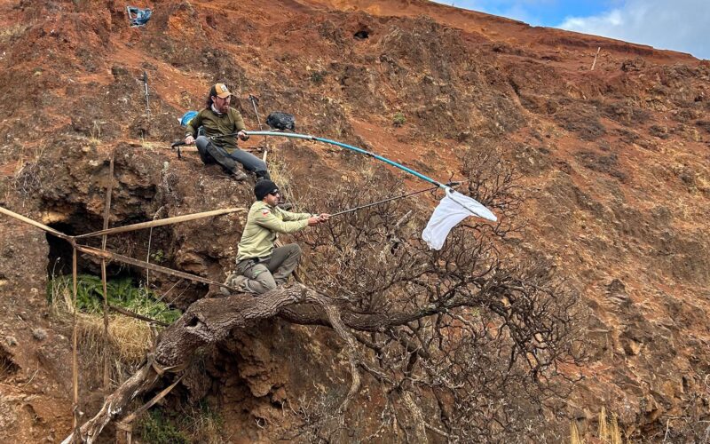 Ecología: rescatan las semillas del último árbol de su especie