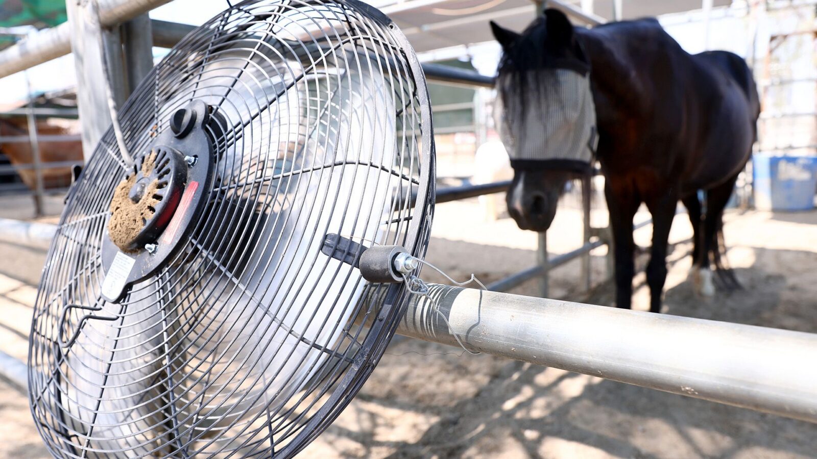 Clima: El calor nubla la mente animal