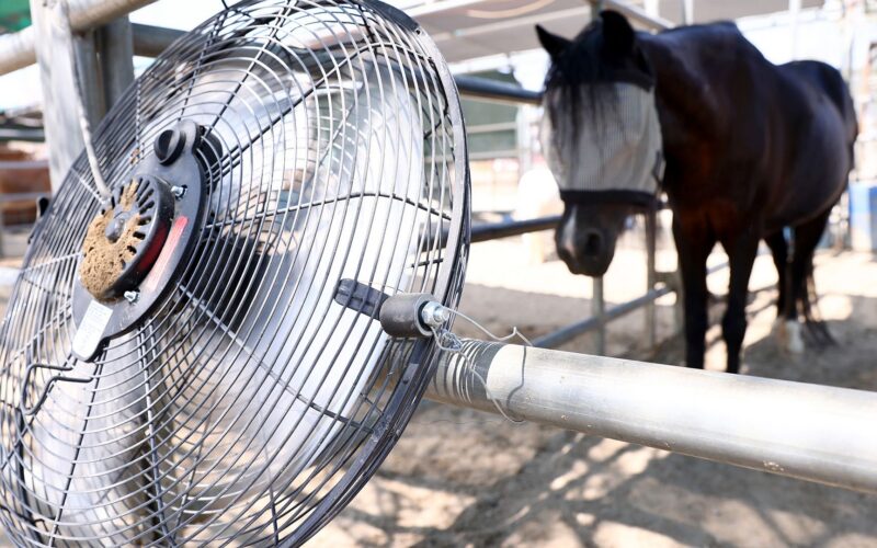 Clima: El calor nubla la mente animal