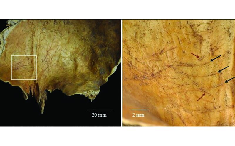 Arqueología: extrajeron un cerebro y tallaron los huesos como herramientas