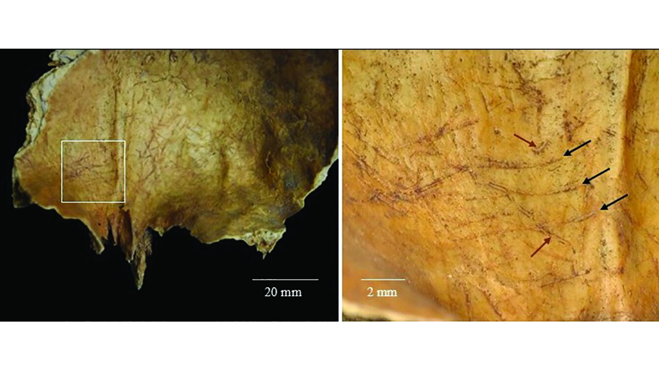 Arqueología: extrajeron un cerebro y tallaron los huesos como herramientas