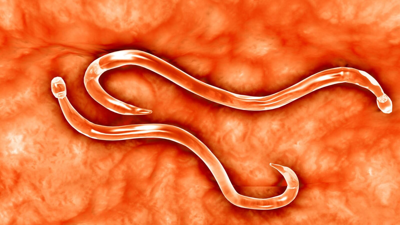 Genética: Gusanos modificados fabrican antitoxina en hámsteres