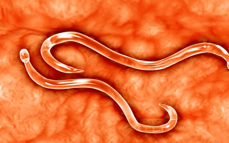 Genética: Gusanos modificados fabrican antitoxina en hámsteres