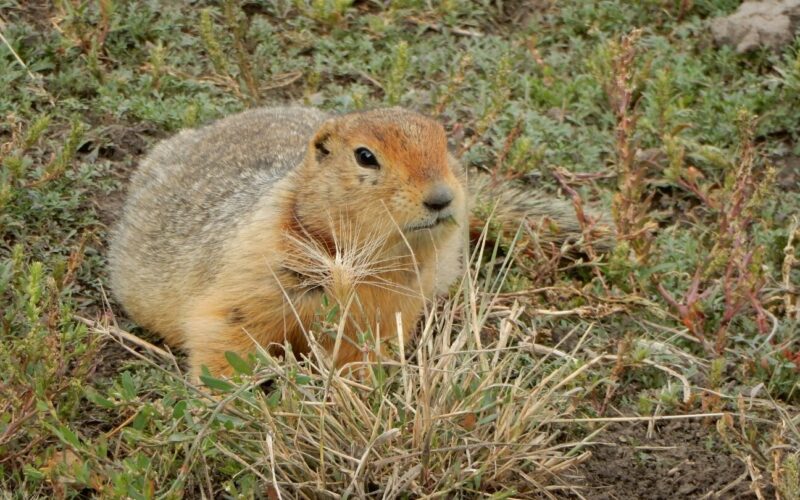 Paleogenética: ADN antiguo en excrementos de ardilla