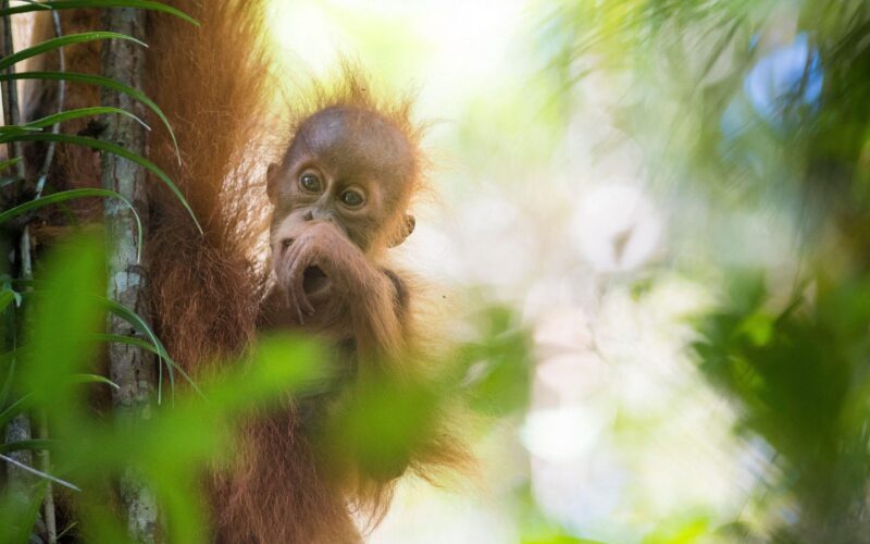 Ecología: un ciclón golpea al gran simio más raro
