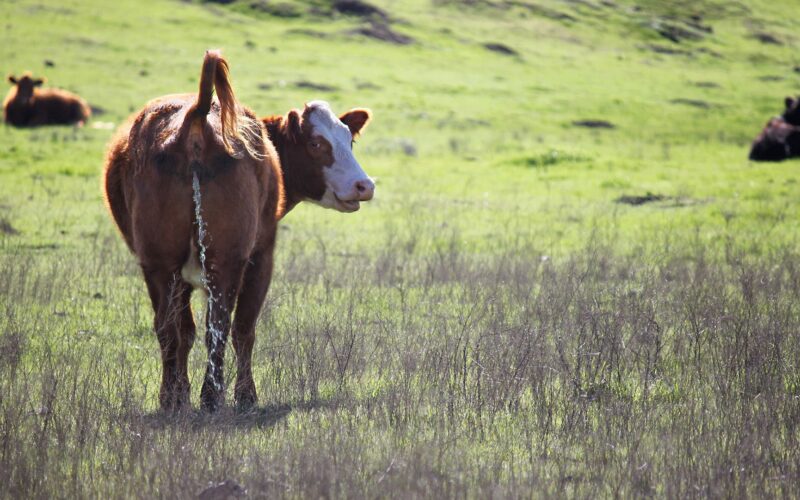 Mito roto: ¿Toda el agua de la Tierra fue orina?