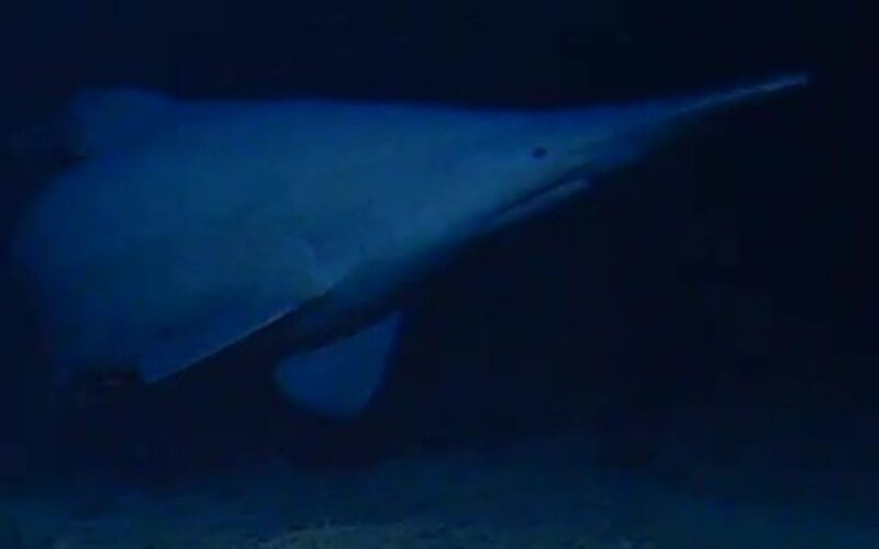 Biología marina: Filman tiburones duende en aguas profundas