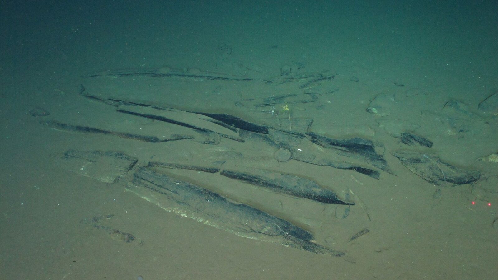 Paleo: Hallan una necrópolis de ballenas en el Índico
