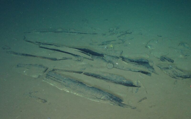 Paleo: Hallan una necrópolis de ballenas en el Índico