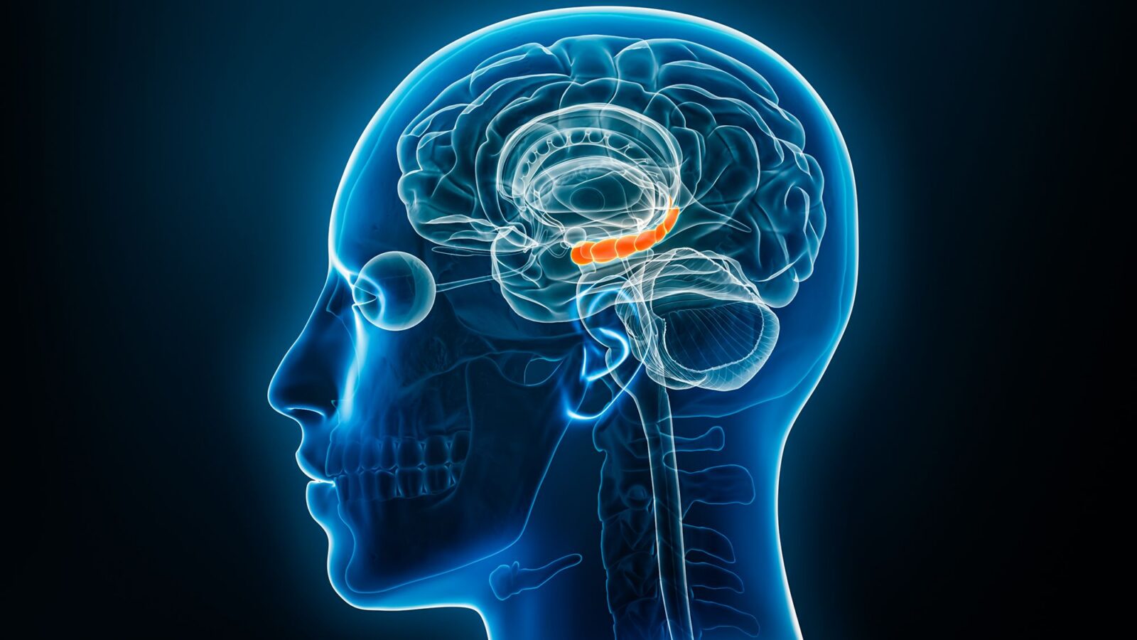 Neuro: Estrógeno cerebral y memoria bajo estrés