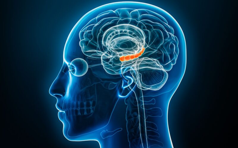 Neuro: Estrógeno cerebral y memoria bajo estrés
