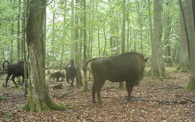 Ecología: Bisontes europeos repelen ataque de lobos