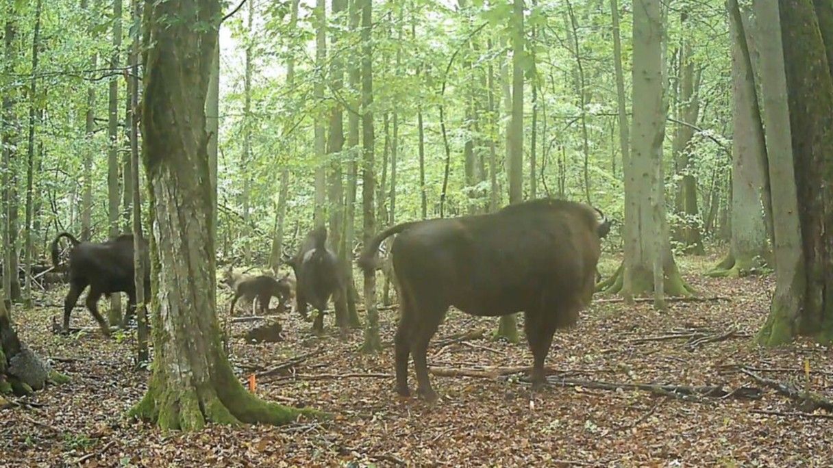 Ecología: Bisontes europeos repelen ataque de lobos